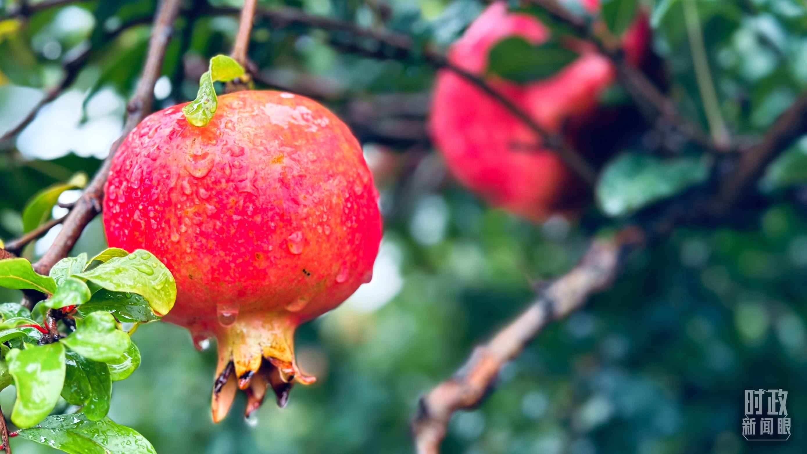 △一場秋雨過后，石榴更顯晶瑩。（總臺央視記者李輝、范一鳴拍攝）