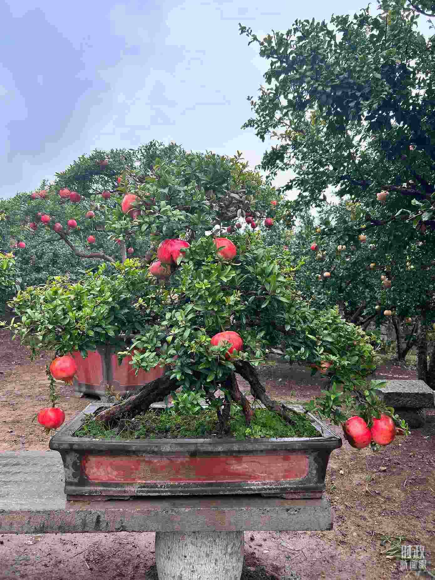 △冠世榴園內(nèi)的石榴盆栽。（總臺央視記者黎兵拍攝）