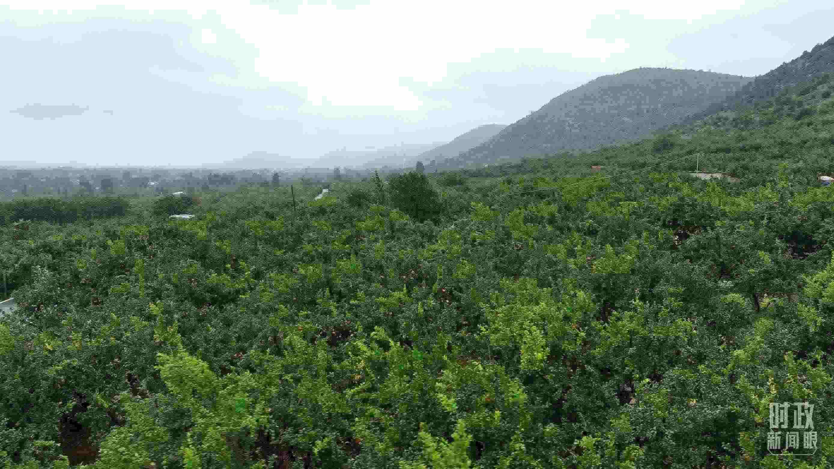△山東棗莊冠世榴園。（總臺記者韓森、張鵬拍攝）