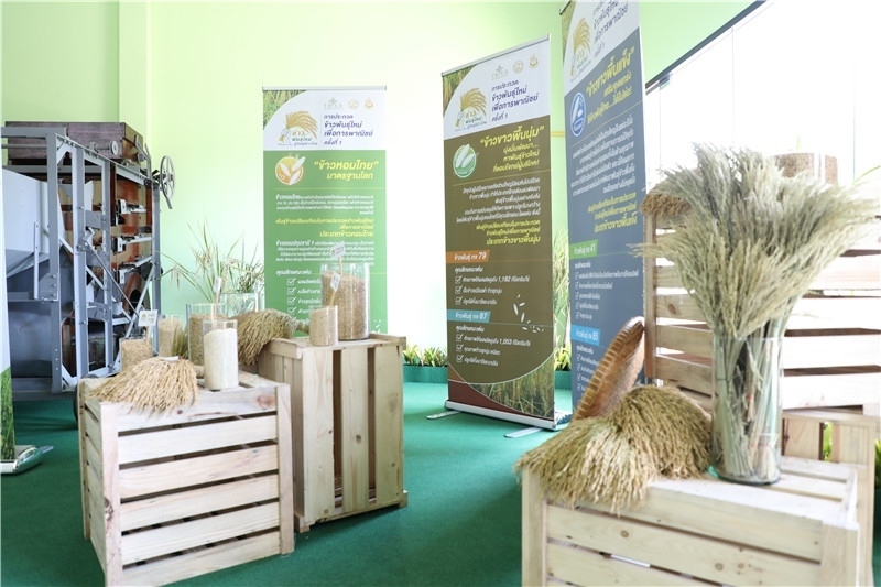 圖為泰國農(nóng)業(yè)與合作社部培育的優(yōu)質(zhì)稻種。泰國商務(wù)部供圖