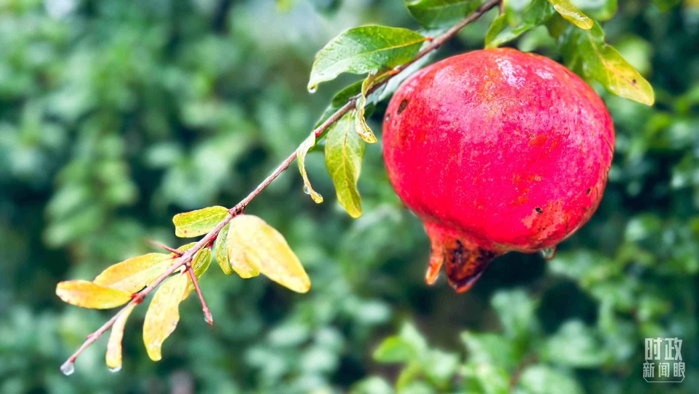 △山東省棗莊市冠世榴園，石榴紅了。（總臺(tái)央視記者范一鳴拍攝）