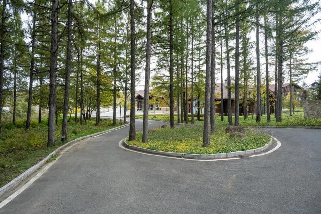 園區(qū)里“路讓樹”成為行為準(zhǔn)則。王哲攝