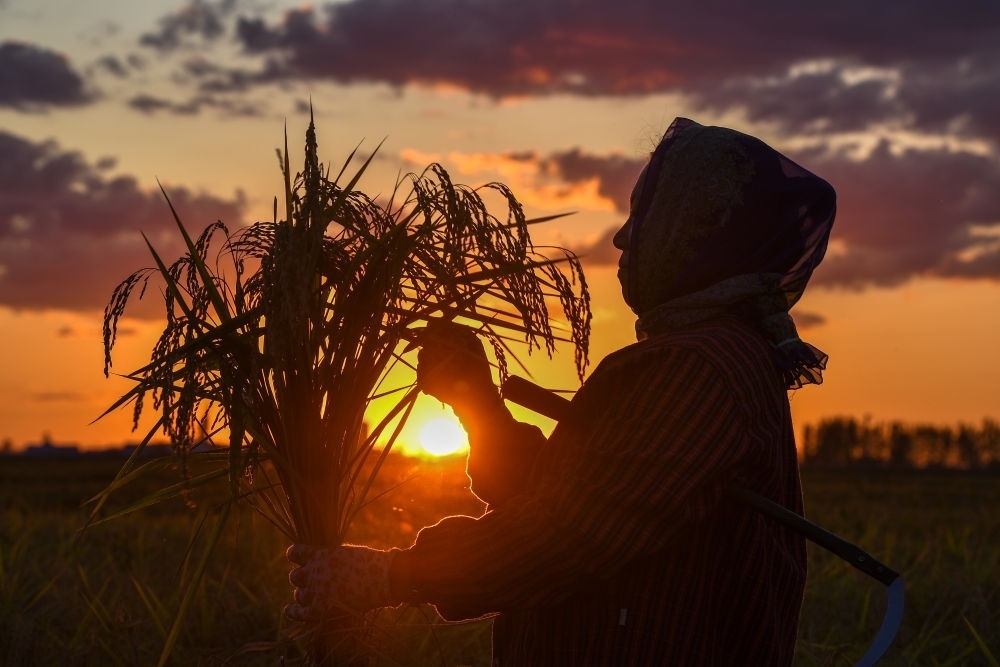 農(nóng)民在吉林省吉林市永吉縣萬(wàn)昌鎮(zhèn)花家村收割水稻（2023年9月12日攝）。新華社記者 張楠 攝