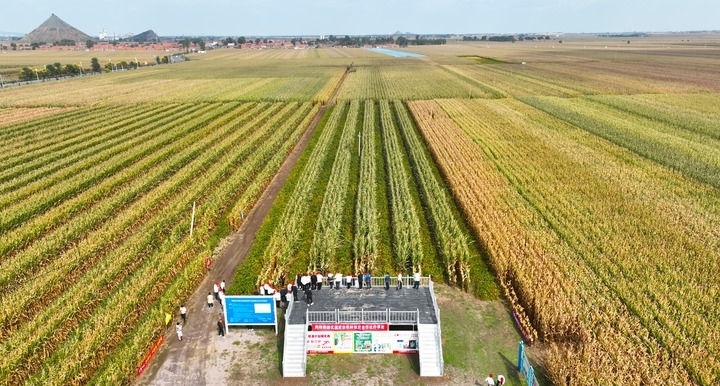 在遼寧省鐵嶺縣蔡牛鎮(zhèn)，外地農(nóng)民到張莊玉米合作社的大田里學(xué)習(xí)玉米選種和栽種技術(shù)（2023年9月26日攝，無(wú)人機(jī)照片）。新華社記者 楊青 攝