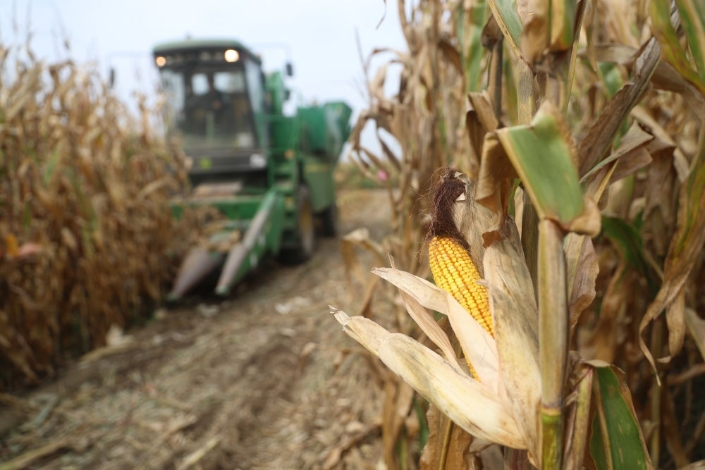在遼寧省鐵嶺縣蔡牛鎮(zhèn)玉米田里，農(nóng)民駕駛農(nóng)機(jī)收割玉米（2023年9月26日攝）。新華社記者 楊青 攝