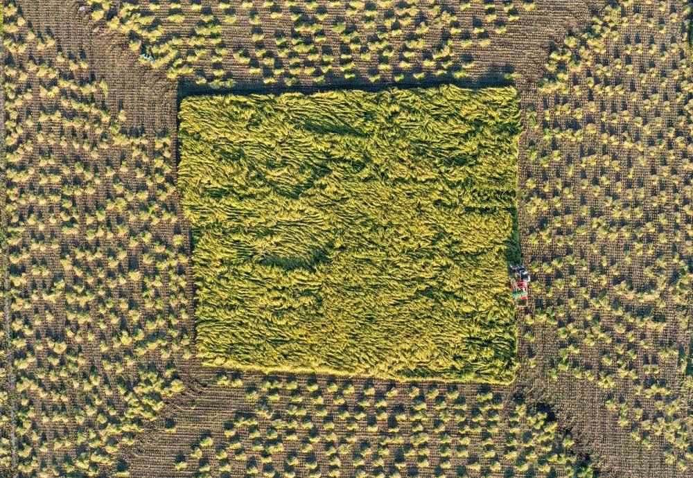 在吉林省舒蘭市平安鎮(zhèn)金星村，農(nóng)民駕駛農(nóng)機(jī)收割水稻（2023年9月21日攝，無(wú)人機(jī)照片）。新華社記者 張楠 攝