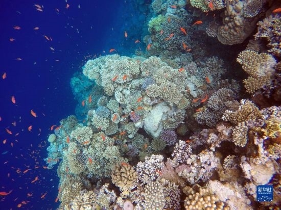  這是10月2日在埃及西奈半島達哈布藍洞內(nèi)拍攝的珊瑚和魚類。新華社記者 隋先凱 攝