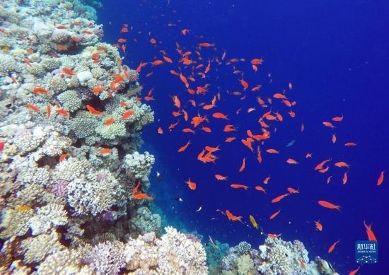  這是10月2日在埃及西奈半島達哈布藍洞內(nèi)拍攝的珊瑚和魚類。新華社記者 隋先凱 攝