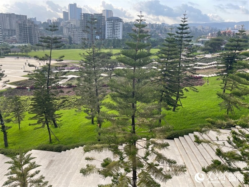亞的斯亞貝巴友誼廣場的南洋杉。人民網(wǎng)記者 趙艷紅攝