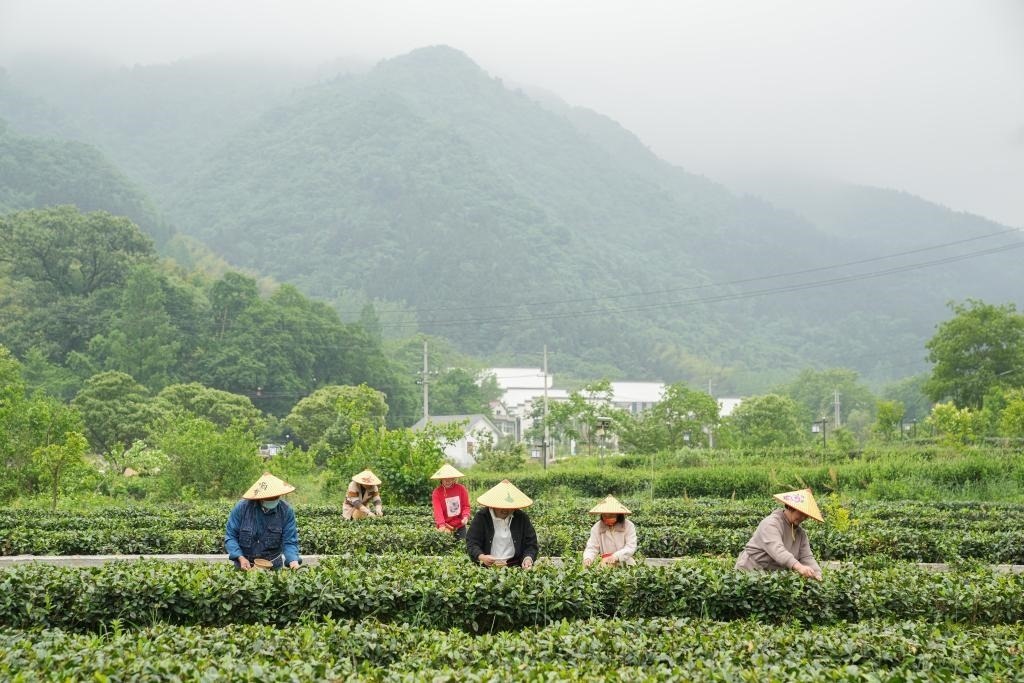 2022年5月11日，村民在大灣村生態(tài)茶園內(nèi)采摘茶葉。新華社記者杜宇攝