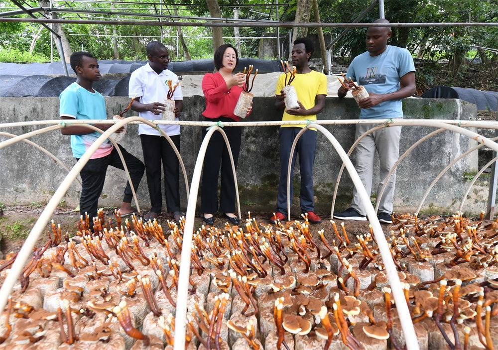 2021年8月12日，福建農(nóng)林大學(xué)國(guó)家菌草工程技術(shù)研究中心副主任林冬梅（中）為非洲留學(xué)生講解菌草鹿角靈芝的栽培情況。新華社記者 林善傳 攝