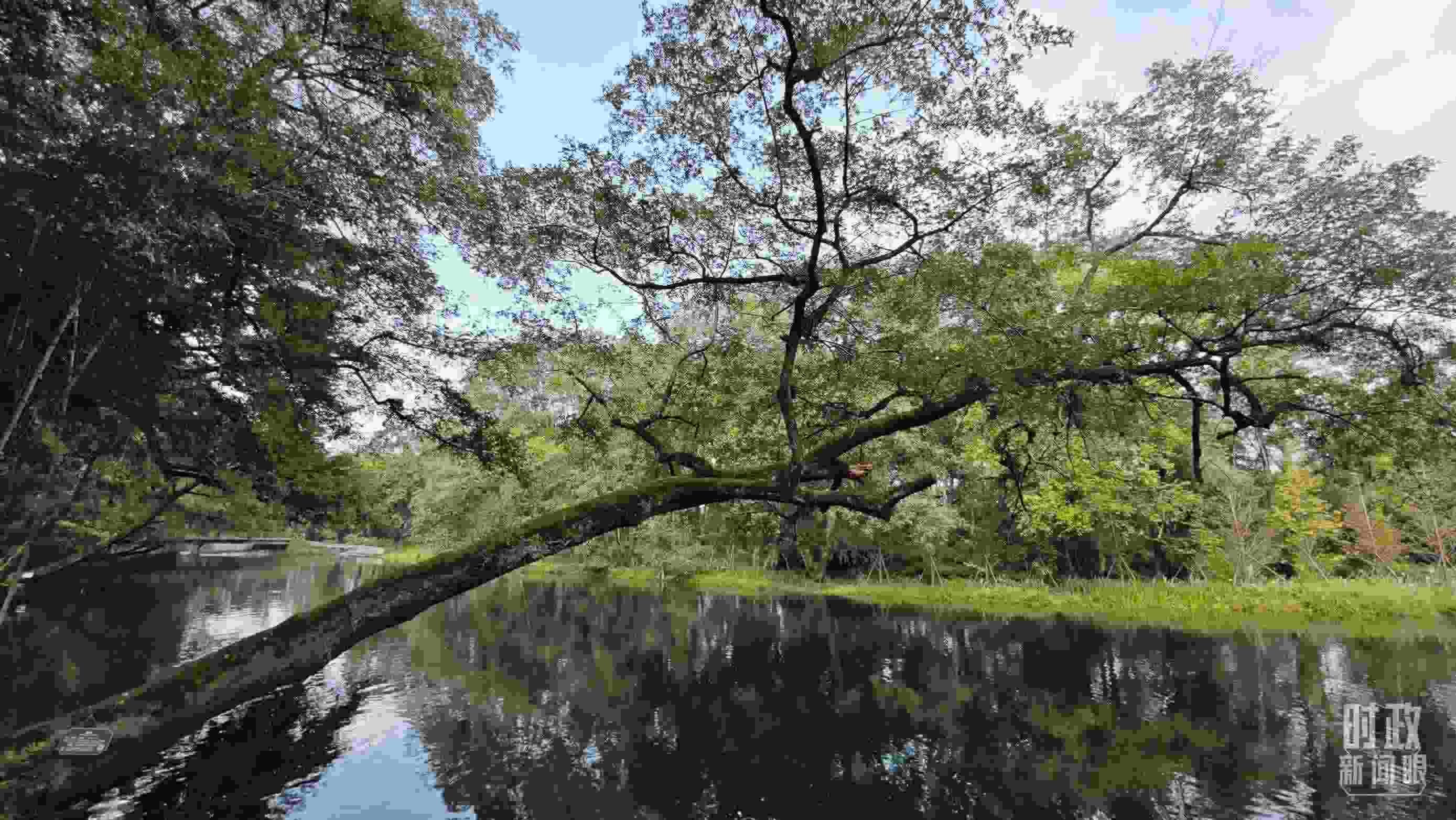 △饒河源國家濕地公園。（總臺央視記者郁振一拍攝）