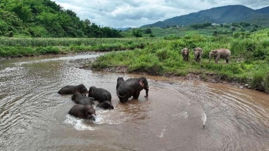 野生亞洲象組團(tuán)泡澡降溫解暑。何有剛攝