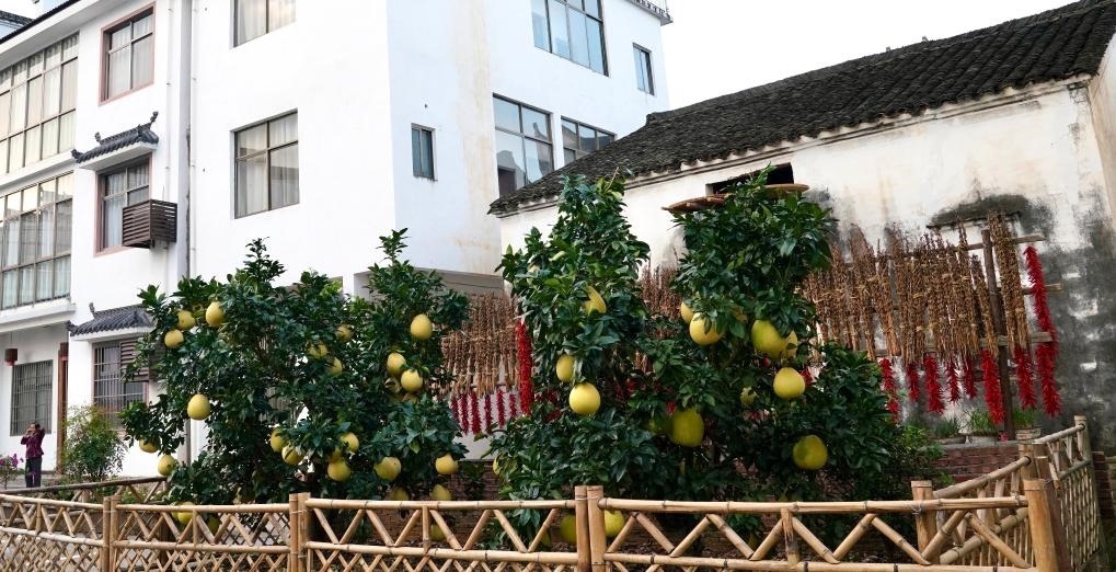 近日在江西省上饒市婺源縣秋口鎮(zhèn)王村石門自然村拍攝的馬家柚。新華社記者 胡晨歡 攝