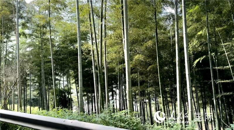 沿途中的竹林。人民網(wǎng)記者 周雨攝