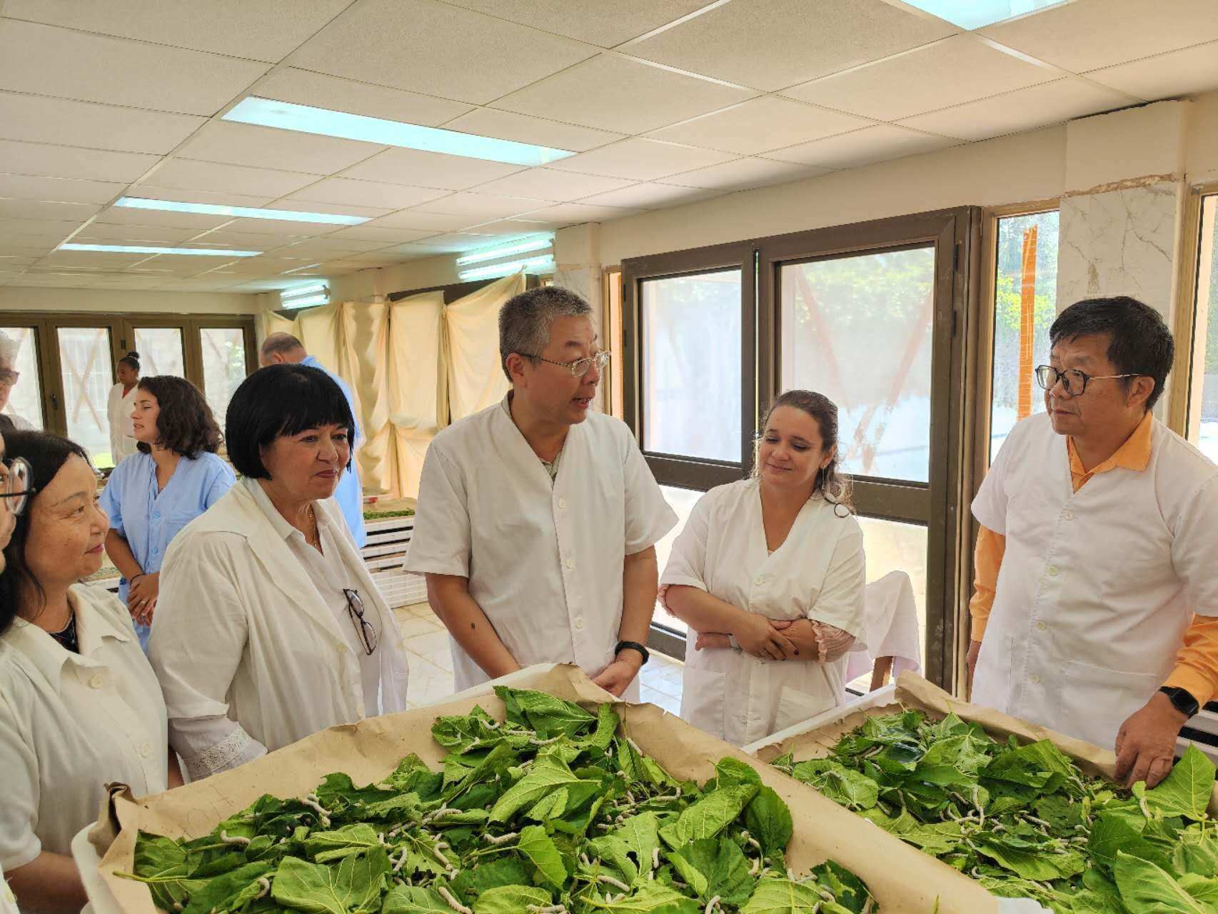 2023年5月23日，中國駐古巴大使馬輝考察古中蠶?？萍己献髦行摹碓矗褐袊v古巴大使館官網(wǎng)