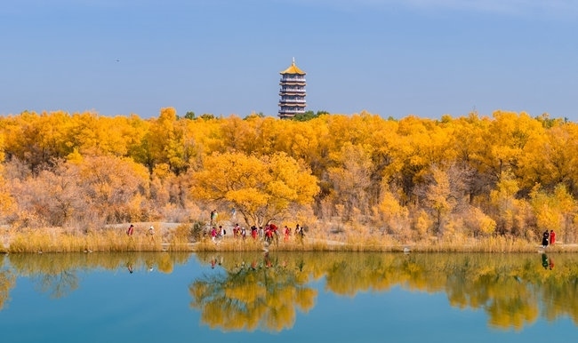 胡楊林金碧耀眼。蘭州局集團公司融媒體中心供圖