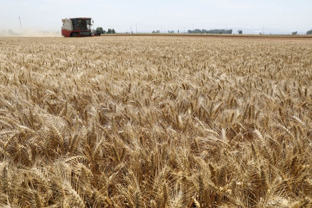  河南省焦作市溫縣黃河街道張王莊村村民駕駛收割機(jī)在田間收獲小麥（2023年6月6日攝）。新華社發(fā)（徐宏星 攝）