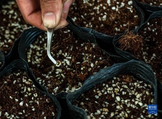 云南錦科花卉工程研究中心里已經(jīng)發(fā)芽的太空種子（4月3日攝）。