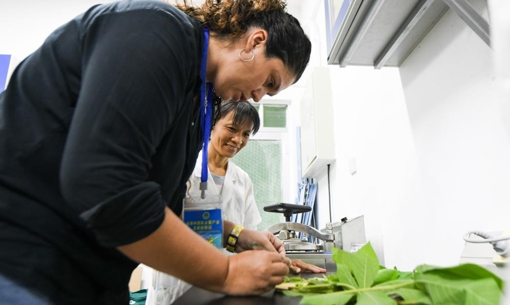 9月17日，來自哥倫比亞的研修班學(xué)員埃文·奧拉亞（左）在中國專家的指導(dǎo)下學(xué)習(xí)實(shí)操木薯組培快速繁育技術(shù)。