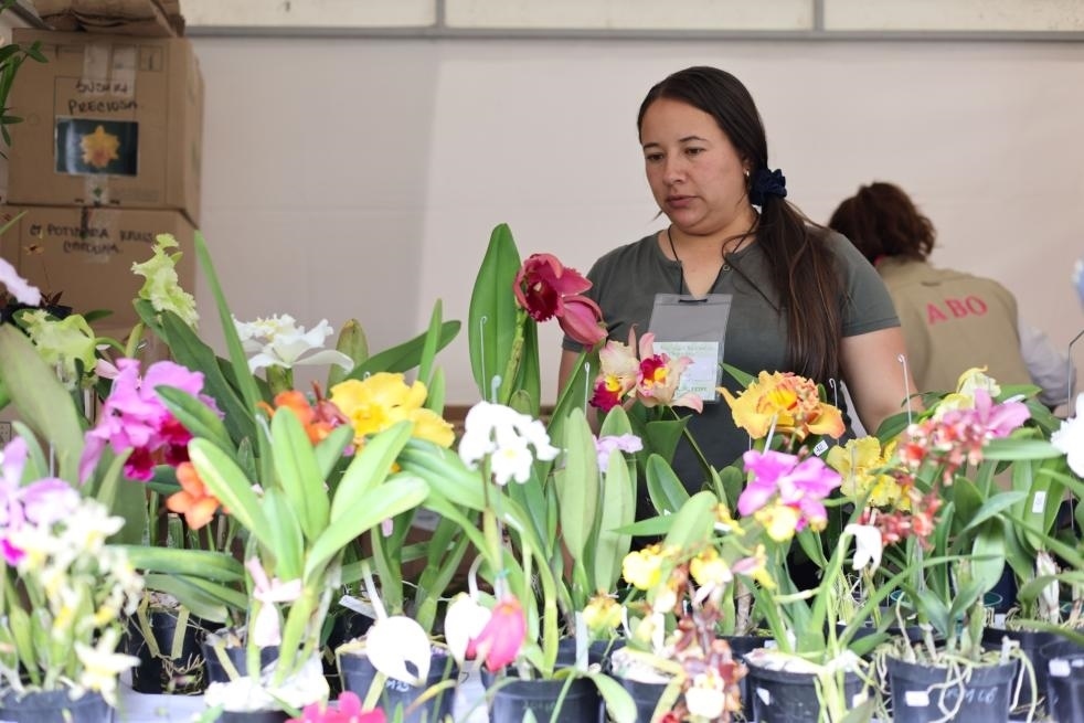 9月14日至17日，哥倫比亞首都波哥大舉辦蘭花展。