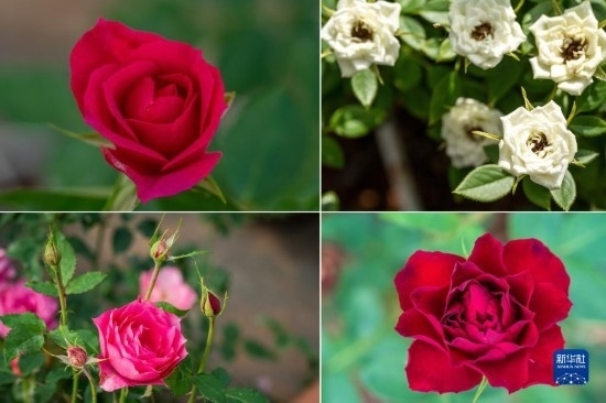 這是云南省安寧市現(xiàn)代農(nóng)業(yè)園區(qū)玫瑰種植示范園里玫瑰新品種的拼版照片。