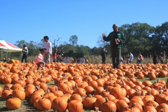 2020年10月31日，在美國新奧爾良市，人們在南瓜農(nóng)場里玩耍。新華社發(fā)（魏蘭攝）