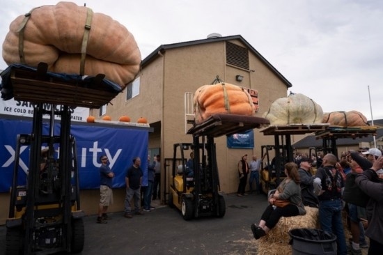  10月9日，在美國加利福尼亞州圣馬特奧縣半月灣舉行的南瓜稱重大賽現(xiàn)場，人們圍觀參賽的南瓜。新華社發(fā)（李建國攝）