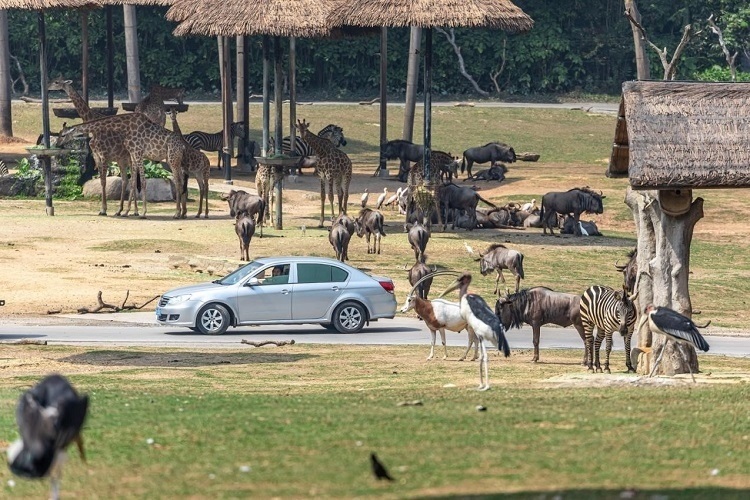 長隆野生動物世界園區(qū)內(nèi)，各類動物生活在一起。鄧泳怡 攝