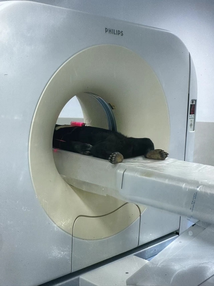 長隆野生動物世界的動物醫(yī)院內(nèi)，馬來熊在做核磁共振檢查。人民網(wǎng)記者 李舫攝