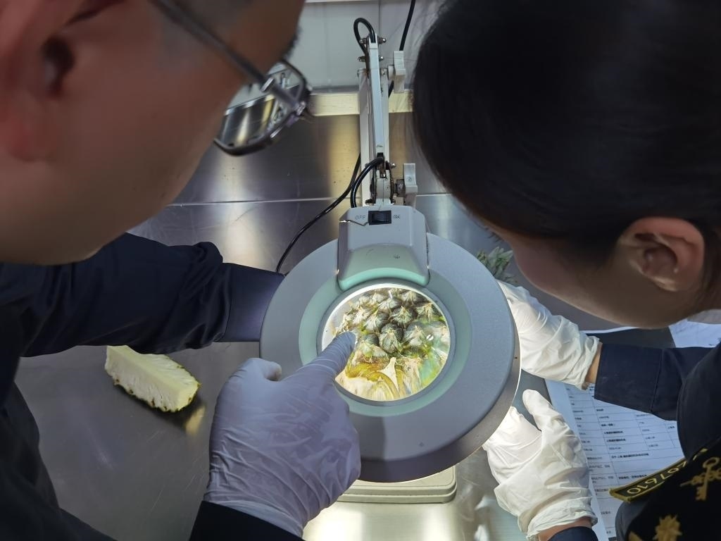 11月3日，上海海關(guān)關(guān)員對(duì)首批入境中國(guó)、參展第六屆進(jìn)博會(huì)的貝寧菠蘿進(jìn)行檢驗(yàn)檢疫。新華社記者 吳宇 攝