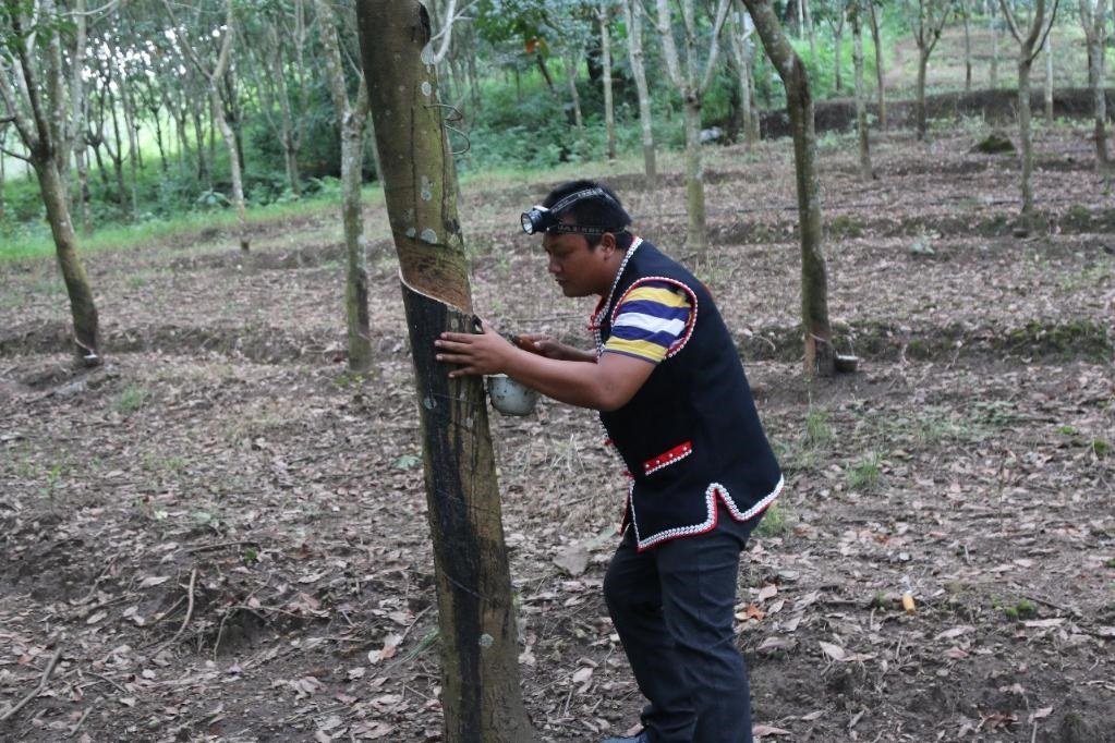 2017年10月，云南省永德縣團樹村佤族膠農(nóng)蔣文富在割膠