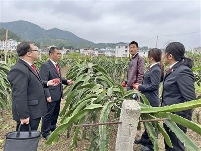  圖④：岑溪法院糯垌法庭法官深入轄區(qū)火龍果基地調(diào)研。
