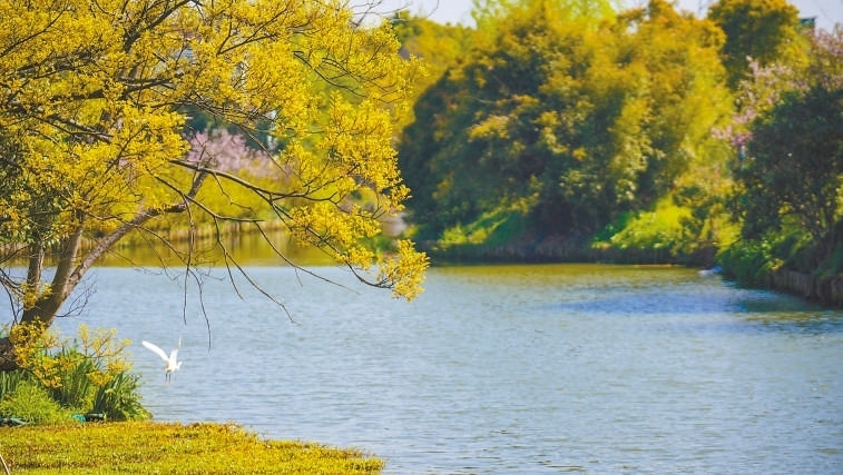  碧波蕩漾 浙江嘉興市海鹽縣望海街道永福社區(qū)荷花池，一汪碧水波光粼粼，風(fēng)光旖旎。當(dāng)?shù)厥冀K堅持綠色發(fā)展，促進(jìn)人與自然和諧共生。 肖弗勒模具（嘉興）有限公司德國籍經(jīng)理 湯姆·魯特納攝 “當(dāng)?shù)卮迕窀嬖V我，如今環(huán)境變好了，茶余飯后，大家都會到河邊散散步，欣賞美景，和鄰居聊聊天。我想，好生態(tài)是大自然的饋贈，更是長三角地區(qū)大力治理生態(tài)環(huán)境的結(jié)果。希望美麗中國的綠色發(fā)展之路越走越好?！? /></p> <p style=