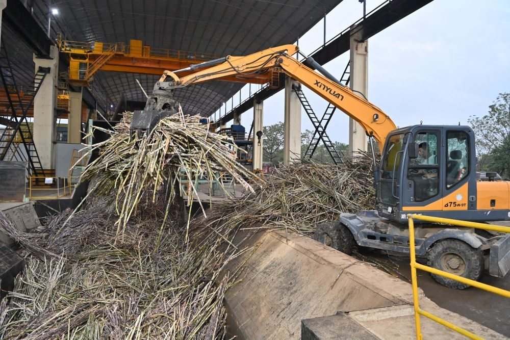 12月14日，在廣西來賓東糖鳳凰有限公司，員工操作機械將甘蔗投入傳送帶，準備送往壓榨車間。