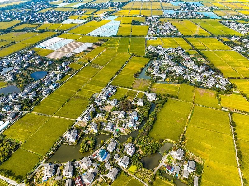 2023年10月22日，浙江海寧市黃灣鎮(zhèn)，金秋時(shí)節(jié)，金黃色的稻田與美麗鄉(xiāng)村構(gòu)成一幅寧靜祥和的畫卷。