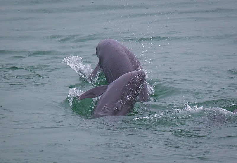 2021年5月10日，在湖北省宜昌市江邊，長江江豚在水中嬉戲。