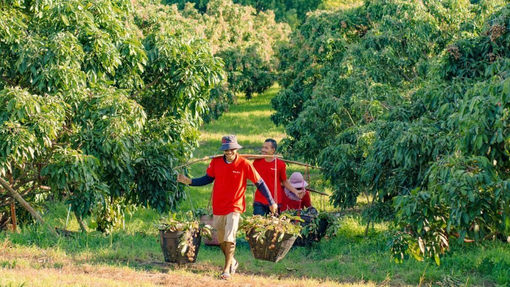 2023年10月，泰國尖竹汶府的龍眼種植園內(nèi)，采果工人正在運輸新采摘的龍眼。（黎銀成攝 新華社發(fā)）