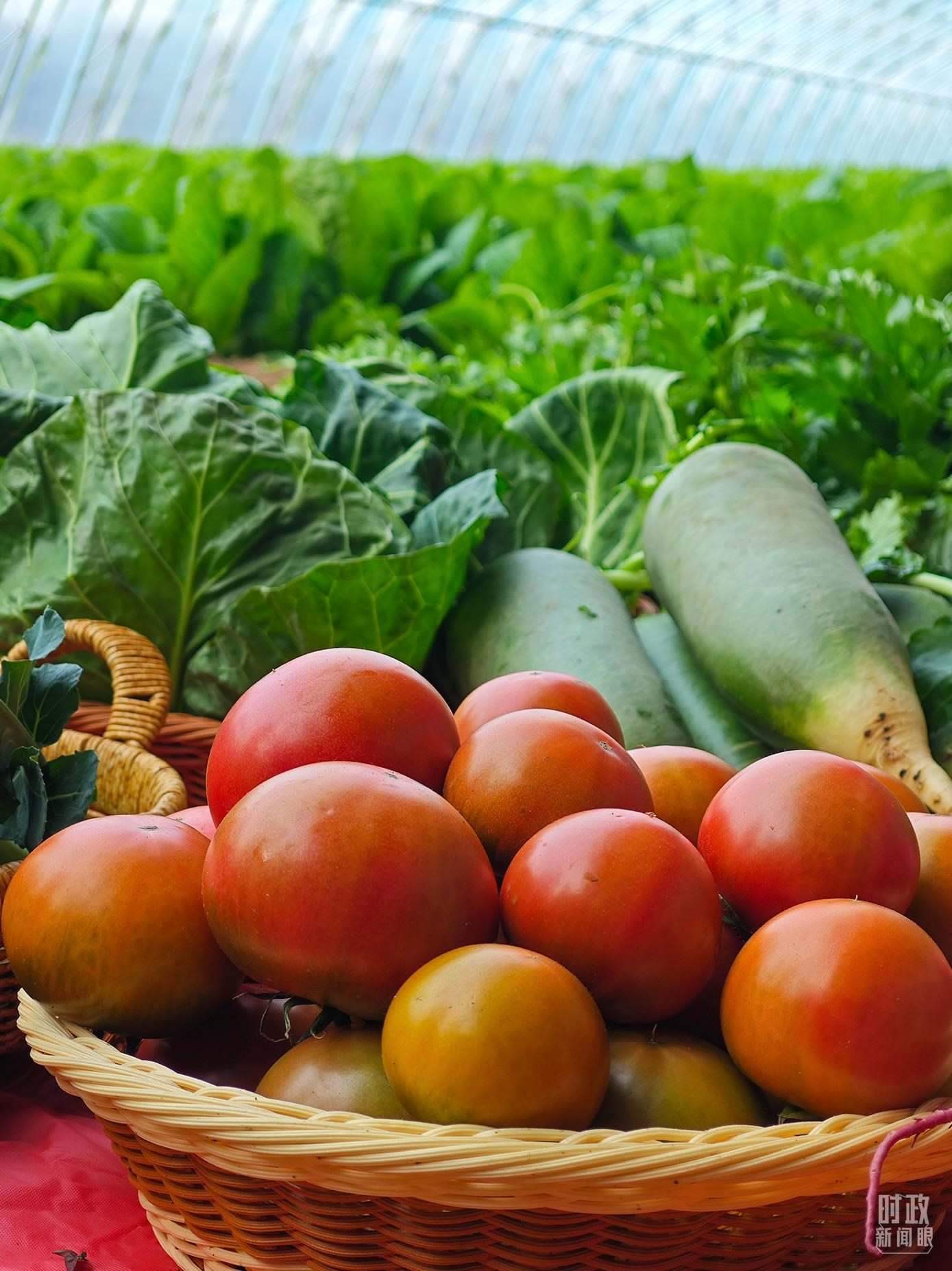 △第六埠村蔬菜大棚，蔬菜收獲頗豐。（總臺(tái)央視記者彭漢明拍攝）