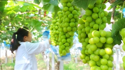 小屯村葡萄園里的陽光玫瑰葡萄。肖俊楠攝