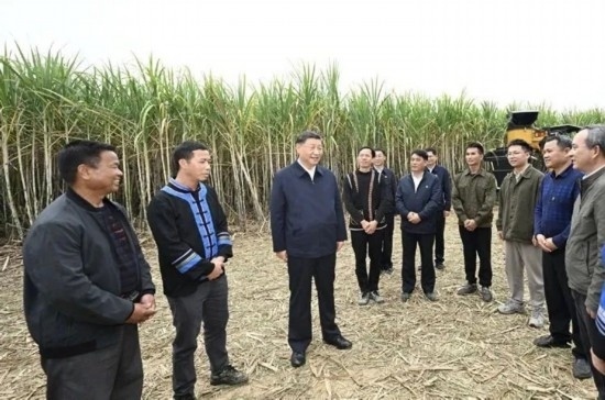 2023年12月14日，習(xí)近平總書記在廣西來賓市國(guó)家現(xiàn)代農(nóng)業(yè)產(chǎn)業(yè)園黃安優(yōu)質(zhì)“雙高”糖料蔗基地考察。