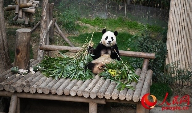 “福寶”享用新鮮的竹子。人民網(wǎng) 李帆攝