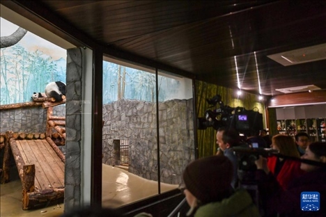 3月8日，人們?cè)诙砹_斯莫斯科動(dòng)物園觀看大熊貓“喀秋莎”（左）和媽媽“丁丁”。新華社記者 曹陽 攝