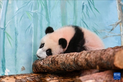 這是3月8日在俄羅斯莫斯科動(dòng)物園拍攝的大熊貓“喀秋莎”。新華社記者 曹陽 攝