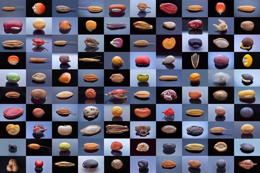 微距鏡頭下，湖南省農(nóng)作物種質(zhì)資源庫(kù)的種子千姿百態(tài)（100個(gè)種子拼版照片）。