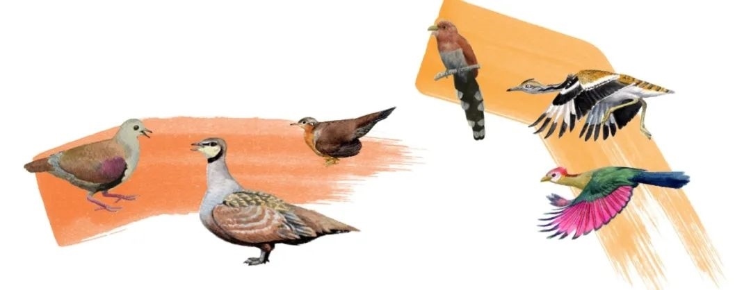 鴿鴇類。浙江大學(xué)供圖