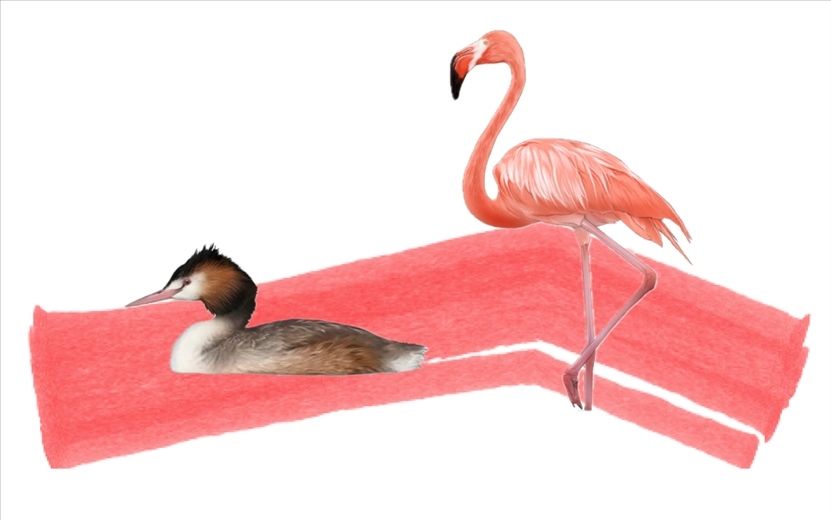 奇跡鳥類（火烈鳥總目）。浙江大學(xué)供圖