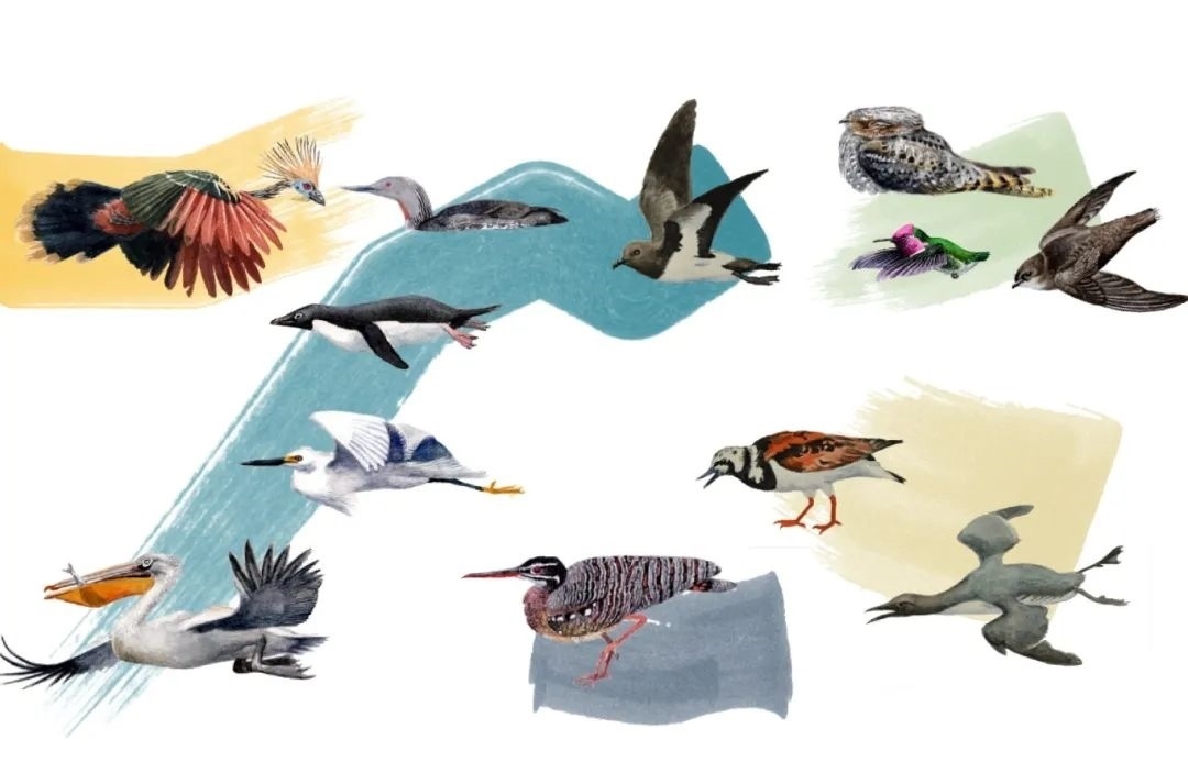 元素鳥類。浙江大學(xué)供圖