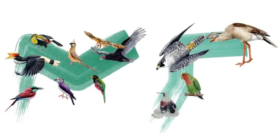 陸鳥類。浙江大學(xué)供圖