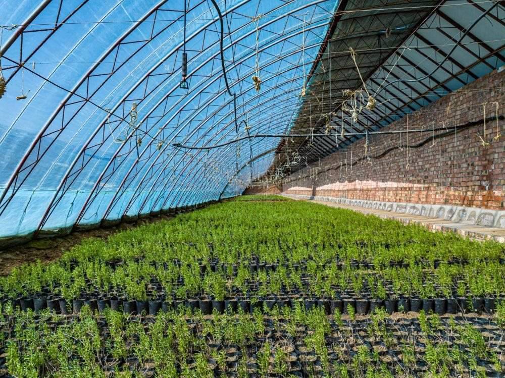 △內(nèi)蒙古一苗圃正在育苗。今年內(nèi)蒙古將投資2200萬元保障“三北”工程種苗供應(yīng)，助力打好“三北”工程攻堅戰(zhàn)。